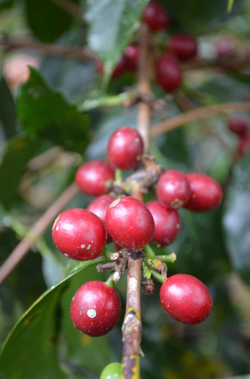 Cerezo de café madurando a la sombra de la selva del sureste de México