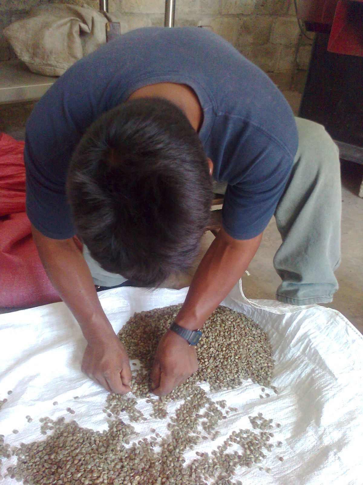 Manos seleccionando el grano de café verde, uno por uno